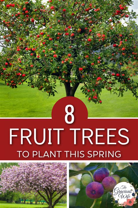 8 Fruit Trees You Should Plant This Spring - The Gracious Wife