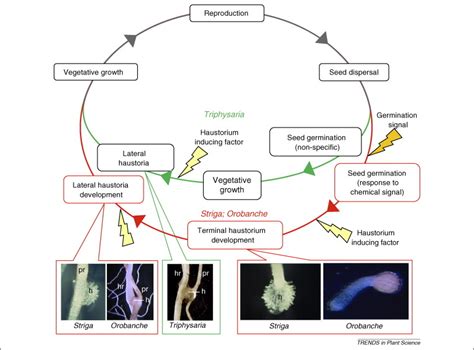 The Evolution Of Parasitism In Plants