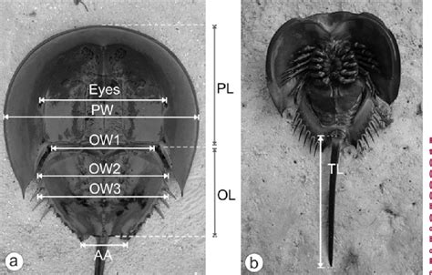 Figure 2 from Postembryonic development of the Tri-spine Horseshoe Crab Tachypleus tridentatus ...