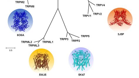 Phylogenetic tree of human transient receptor potential (TRP) channels ...