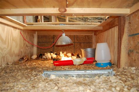 Free access Plans for a chicken brooder | Small hobby