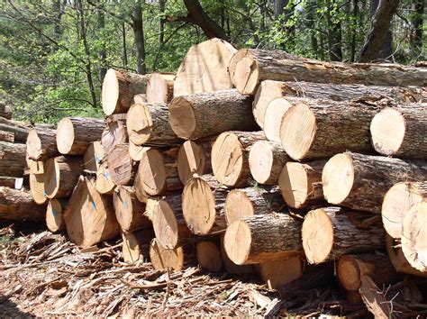 This is timber this is also a natural resource.Some uses are for building houses, chairs, and ...