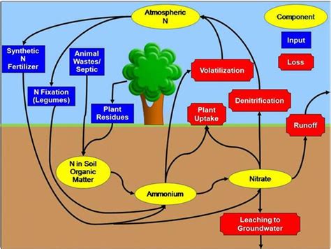 Demystifying Nitrogen | Gardening in the Panhandle