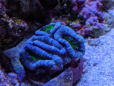 LPS Identification please! | REEF2REEF Saltwater and Reef Aquarium Forum