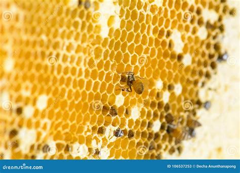 Nest of apis florea stock image. Image of yellow, gold - 106537253