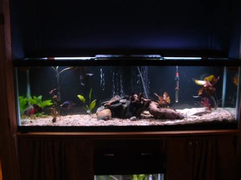 Photo #5 - My 125 - (new) African Tiger Fish, Hydrocynus Vit...