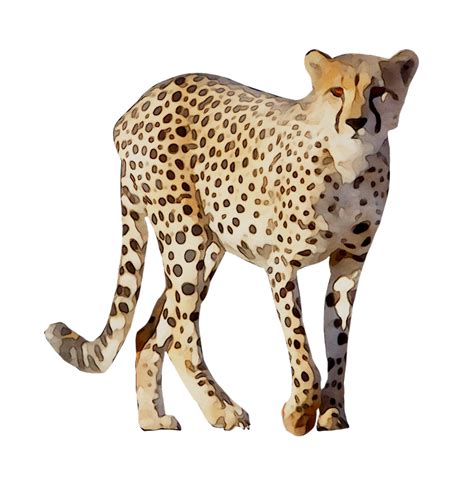 Cheetah Leopard Lion Animal Drawing - png download - 768*774 - Free ...