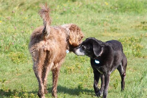 How sociable is your dog? Uncovering the sociability spectrum