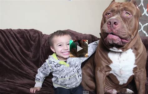 Meet 'Hulk': The Giant 175lb Family Pit Bull | het 13