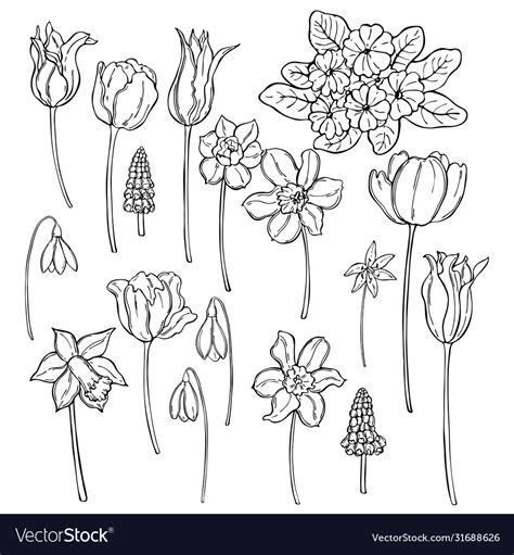 Hand drawn spring flowers sketch Royalty Free Vector Image