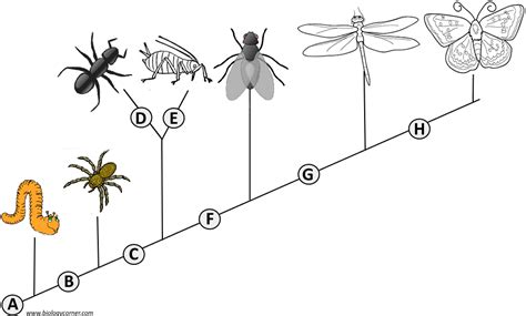 Cladogram Analysis | Teaching biology, Biology lessons, Science biology