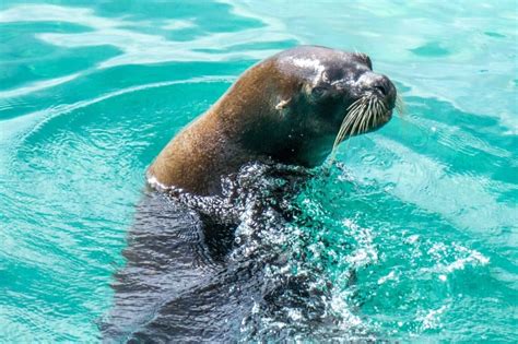 Seal Symbolism (7 Meanings) - Spirit Animal & Dreams