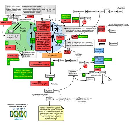 Methylation Cycle | Nutrition Genome