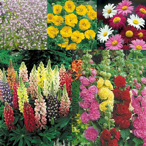 Summer Perennial Border Collection | Express Garden Shop