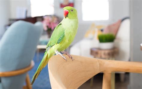 Indian ringneck life span & what influences it - Psittacology