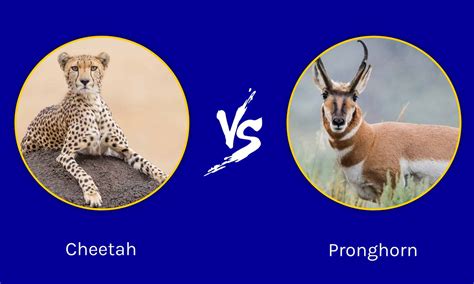 Cheetah vs Pronghorn: Which Is Faster? - A-Z Animals