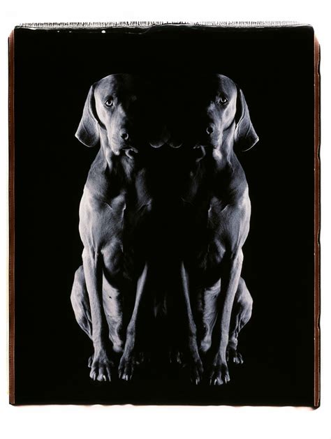how william wegman’s dogs became accustomed to traveling by limo | William wegman, Dog portraits ...