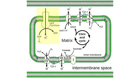 How does oxidative phosphorylation produce ATP?