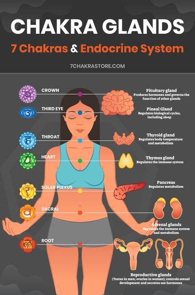 Chakras organs of the body – Artofit