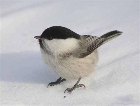 Bird winter snow Free stock photos in JPEG (.jpg) 2609x1995 format for free download 1.14MB