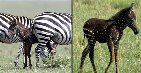 Photographer Captured An Incredibly Rare Baby Zebra With Spots Instead ...