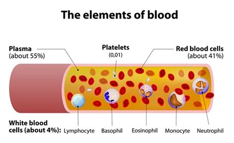 Blood Plasma Components and Function