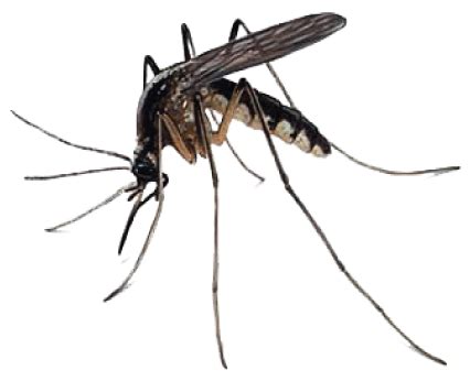 Mosquito PNG Transparent Images - PNG All