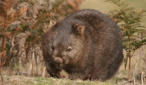 Common wombat facts, distribution & population | BioDB