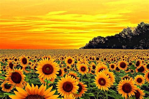 Free Sunflower Yellow Wallpaper Downloads, [100+] Sunflower Yellow ...