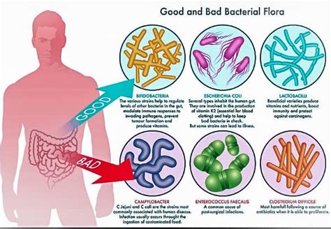 Human Skin Microbiome