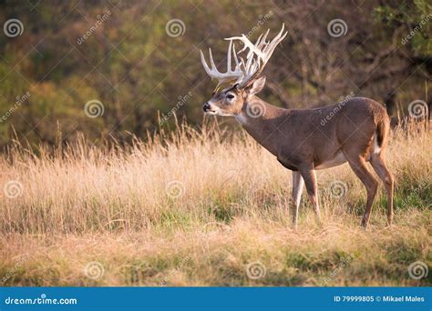 Huge Typical Whitetail Buck With Heavy Antlers Stock Photo ...