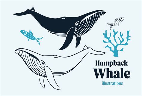 Humpback Whale Silhouette