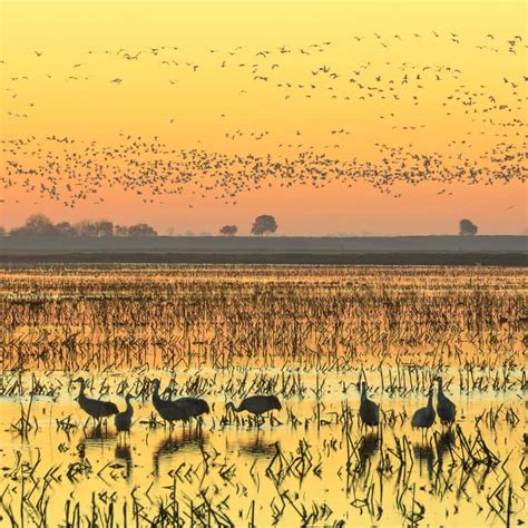 Sandhill Crane Nebraska Migration – Dora's Corner