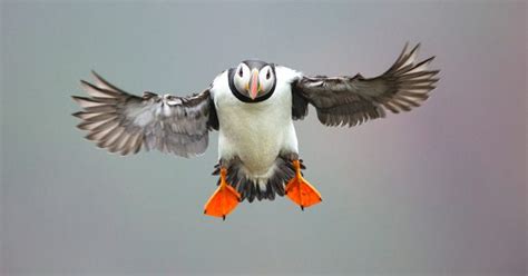 How to Photograph Seabirds - Nature TTL