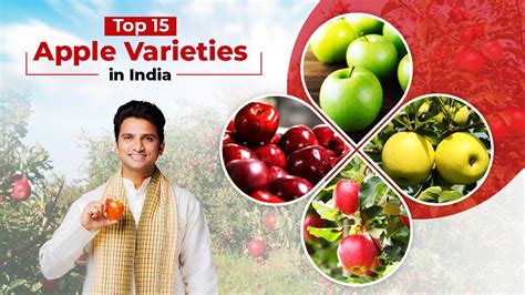 Top 15 Apple Varieties in India | Types of Apple