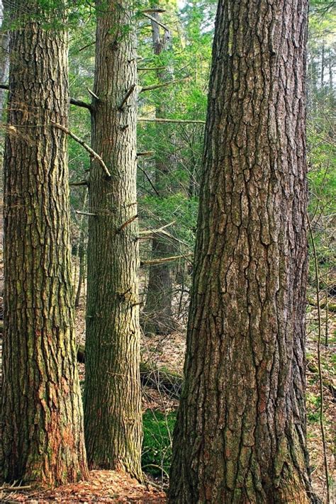 Free picture: landscape, nature, valley, sky, tree, wood, mountain ...