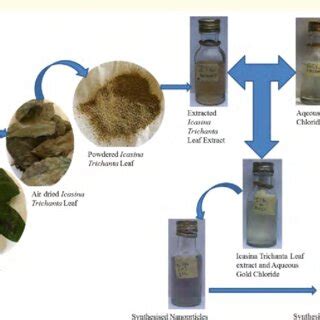 Sample preparation and green synthesis of gold nanoparticles from ...