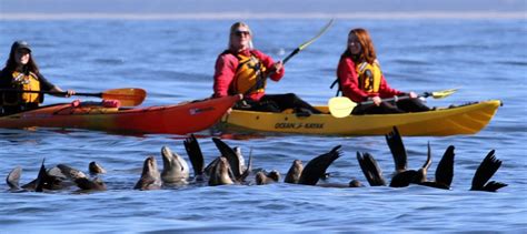 Tour aquarium, kayak the bay, for perfect Monterey day | The Seattle Times