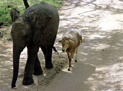 45 Adorable Animal Odd Couples | Unusual animal friendships, Weird ...