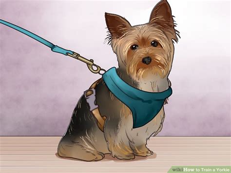 How to Train a Yorkie (with Pictures) - wikiHow