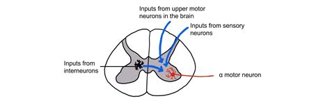 Spinal Motor Control and Proprioception – Introduction to Neuroscience