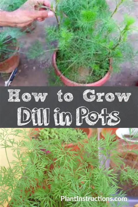 How to Grow Dill in Pots - Plant Instructions