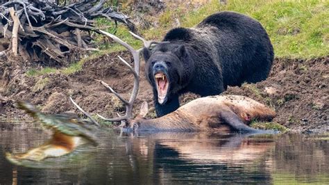 Craziest Bear Attacks of All Time Caught on Camera - YouTube