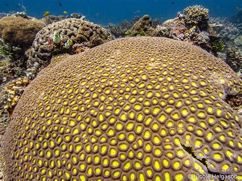 Introduction to Encrusting Corals of the Indo-Pacific • Scuba Diver Life