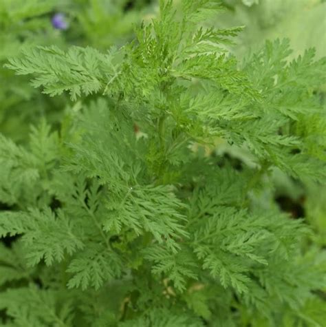 Sweet Annie : seeds – MeadowSweet Herbs & Flowers