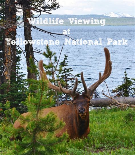 Life With 4 Boys: Wildlife Spotting in Yellowstone National Park #70DayRoadTrip #Travel