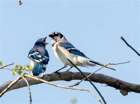 Jays-Magpies-Crows - Mark Knapp