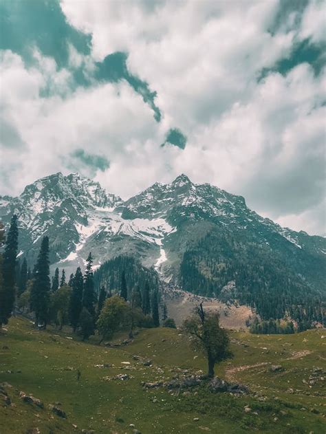 Green Trees Near the Rocky mountain · Free Stock Photo