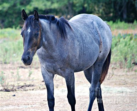 Blue Roan Quarter Horse Greeting Card for Sale by Melissa Ahlers