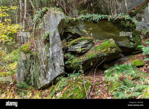 Forest Rock Formations